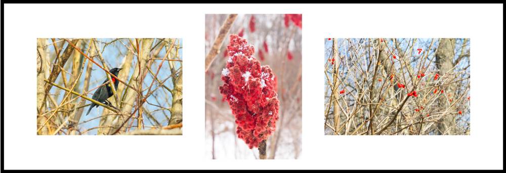 triptych of nature photos with hints of spring